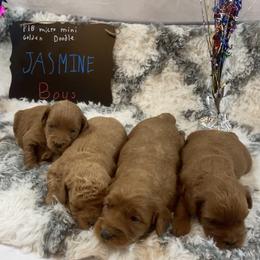 Goldendoodle and Poodle Puppies from Partridge Doodles and Poodles