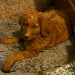 Ella - Red  female Goldendoodle puppy in Indiana, Pennsylvania from Kathy's Doodles