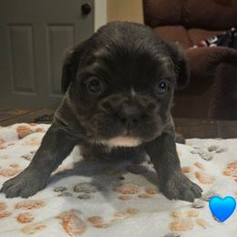 Philip - Black and white male French Bulldog puppy in Bend, Oregon from High Lakes Frenchies