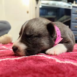 Lilly - Agouti and white female Siberian Husky puppy in Cedarville, Ohio from Evereve Kennels