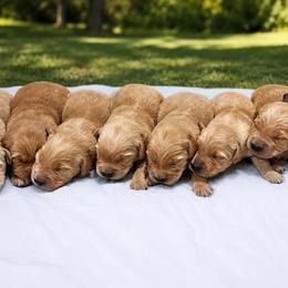 Golden Retriever puppies from Clover Creek Goldens