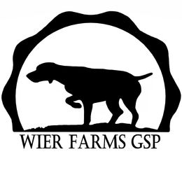 8 - Liver and white male German Shorthaired Pointer puppy in Moyie Springs, Idaho from Wier Farms GSP