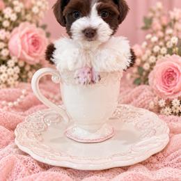 Nala - Parti female Miniature Schnauzer puppy in Lumberton, Texas from Smart Choice Miniature Schnauzers
