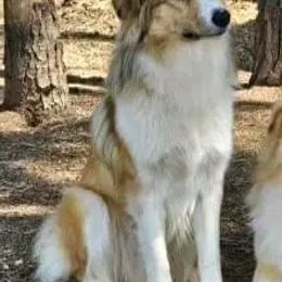 Collie Puppies from Voneida Collies