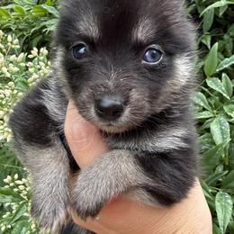 Girl 1 - female Pomsky puppy in Tennessee from Hudson’s Huskies & Pomskies