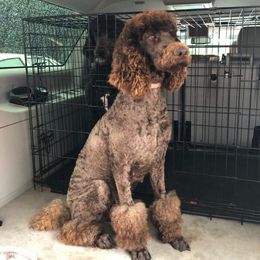  #pwg_cocobella - Poodle