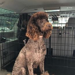  #pwg_cocobella - Poodle