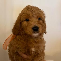 Ham - Red  male Goldendoodle puppy in Dayton, Tennessee from MK Goldendoodles