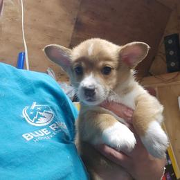 Green with paw prints Boy 9 - White and fawn male Pembroke Welsh Corgi puppy in Orange, Virginia from CL&L Corgi's