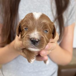 Huck - Red male Cavapoo puppy in Glendale, Arizona from Dashing Dogs