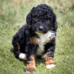 Toad - Black tri-color male Aussiedoodle puppy in Jacksonville, Florida from Lolo’s Aussiedoodle