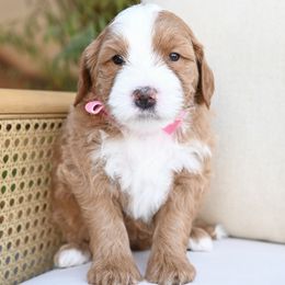 Arthur - Brown and white male Bernedoodle puppy in North Ogden, Utah from Bourbon Bernedoodles