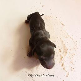 Marcus - Chocolate and cream male Dachshund puppy in Oklahoma City, Oklahoma from OkieDoxieland Dachshunds
