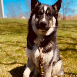 Kobah - Siberian Husky