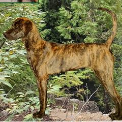 Plotts from Laoch Plotts