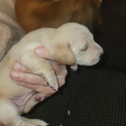 No Collar - Cream male Dachshund puppy in Suffolk, Virginia from Mini Love Bugs