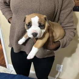 Girl 2 - Red American Pit Bull Terrier puppy in Pensacola, Florida from Alpha Alliance Kennels