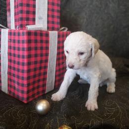 Olive - Cream female Labradoodle puppy in Siloam Springs, Arkansas from Siloam Doodles