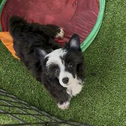 Chinese Crested Puppies from BryMar Chinese Cresteds