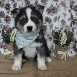 Teal - Black and white male Siberian Husky puppy in York, Pennsylvania from Spalla Pups