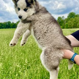 Siberian Husky Puppies from Red Top Huskies