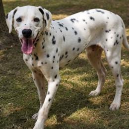 Dalmatian puppies from Texas Legacy Dalmatians