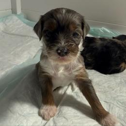 Boy 6 - Merle male Bernedoodle puppy in Perryville, Maryland from Heavenly Heritage Dachshunds and Doods