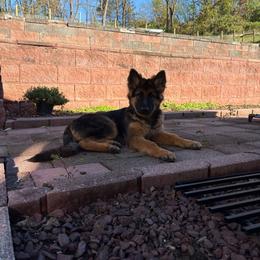 Mulan - Co own, Guardian Home - Black and red female German Shepherd puppy in Coplay, Pennsylvania from By My Side Germans Shepherds & Dobermans