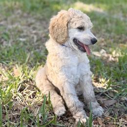 Anwen - Cream female Poodle puppy in La Belle, Florida from Shieldwall Kennels