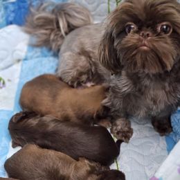 Shih Tzu puppies from NC Shih Tzus by Tammy