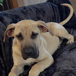 Male Blue Collar - Fawn male Perro de Presa Canario puppy in Madison, Ohio from Joshua's Perro de Presa Canario