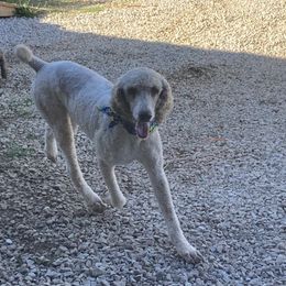 Dabo - Parti male Poodle puppy in Hickory Grove, South Carolina from Oopsie Doodles