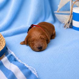 F1B Goldendoodle Surfer - Red  male Goldendoodle puppy in Redding, California from Casa Delarosa Collective Poodles & Doodles