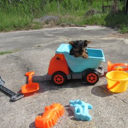 Yorkshire Terrier Puppies from Holy Terriers Yorkies