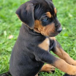 Catahoula Leopard Dog Puppies from Peach Tree Catahoulas