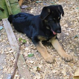 Yellow Collar - German Shepherd puppy in Harpursville, New York from Heavenly German Shepherds & Shetland Sheepdogs Kennels