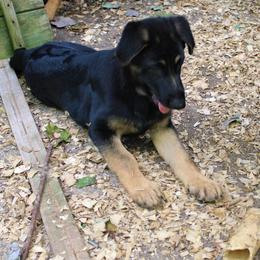 Yellow Collar - German Shepherd puppy in Harpursville, New York from Heavenly German Shepherds & Shetland Sheepdogs Kennels