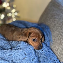 Dapple - Dapple male Dachshund puppy in Chula Vista, California from CV Doxies
