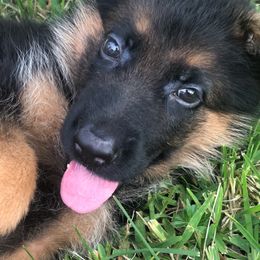 German Shepherd Puppies from Finca Vom Chaveco