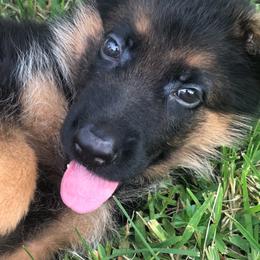 German Shepherd Puppies from Finca Vom Chaveco