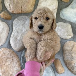Kanga - Purple - Red  female Goldendoodle puppy in Kent City, Michigan from Hannah Mae Doodles