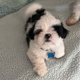 Patch - Black and white male Shih Tzu puppy in Scottdale, Pennsylvania from Nancy’s Majestic Shih Tzus