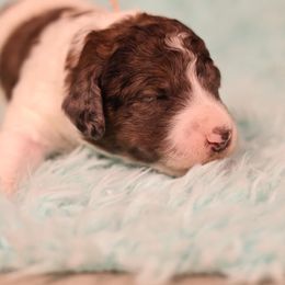 Somoa - Blue merle female Bernedoodle puppy in Windsor, Colorado from Front Range Family Doodles