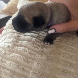 Girl 1 - Fawn female Anatolian Pyrenees puppy in Clifton, Illinois from Mcginnis Guardian Dogs