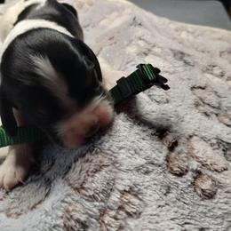Laccaria (dark green) - Black white and tan female English Springer Spaniel puppy in Redding, California from Springer's Journey Spaniels California