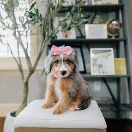 Okra - female Australian Mountain Doodle puppy in Murray, Utah from Sun Valley Doodles