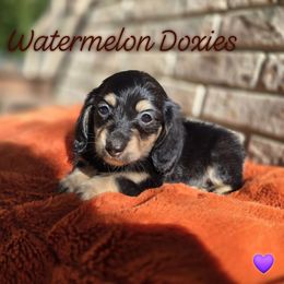 Raven - Black and cream female Dachshund puppy in Tuscaloosa, Alabama from Watermelon Doxies