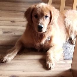 Jax - Golden Retriever