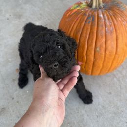 Goldendoodle Puppies from Mollie’s Doodles