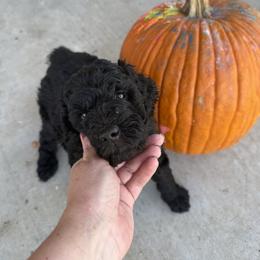 Goldendoodle Puppies from Mollie’s Doodles